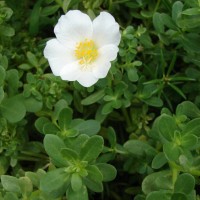 Portulaca oleracea L.